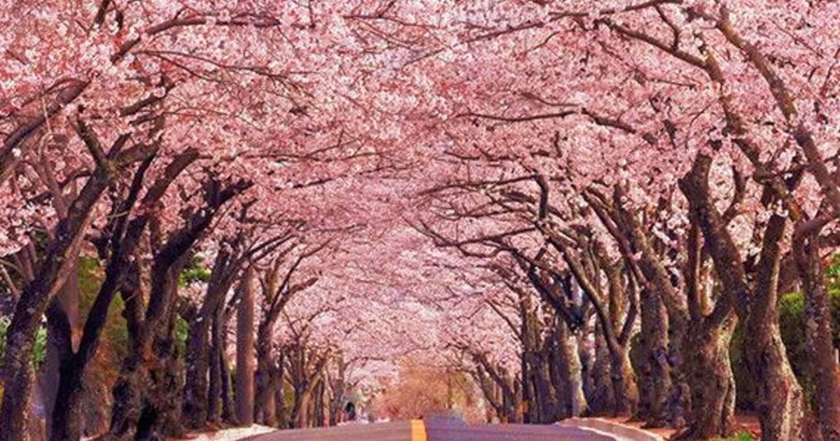 Don't miss the vibrant flowers at Nikko City this Spring - Alvinology
