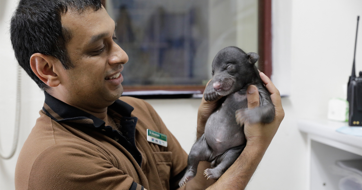 Over 700 babies and 131 species took residence at Singapore’s Wildlife Parks in 2018 - Alvinology