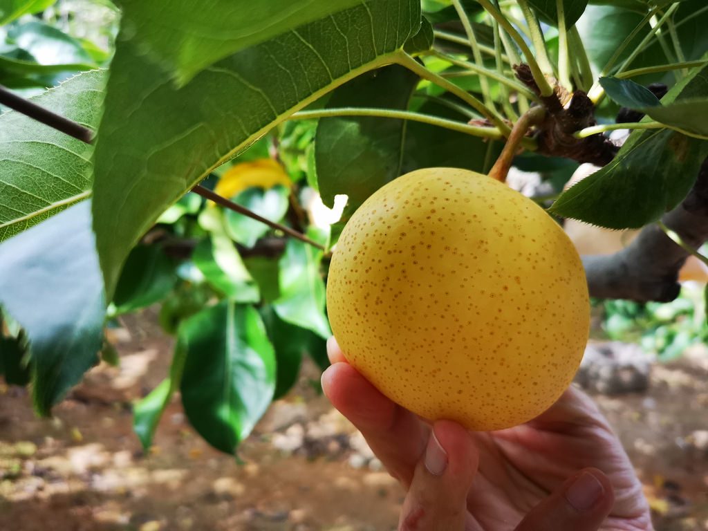 A 20th Century Pear.