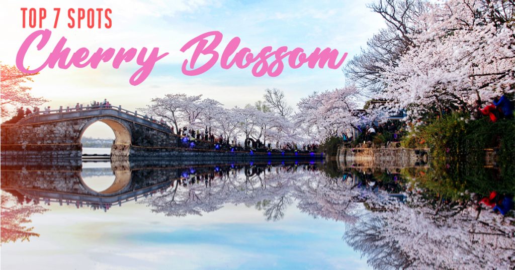 7 Beautiful Cherry Blossom Spots you shouldn’t miss this Spring 2019 - Alvinology