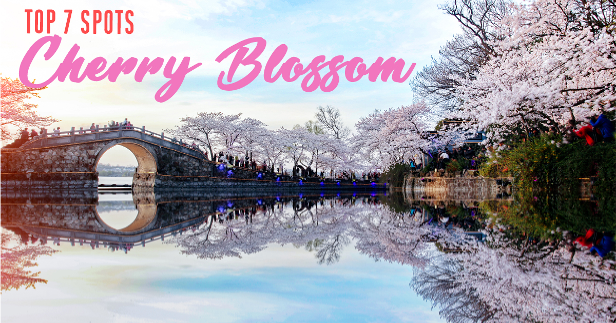 7 Beautiful Cherry Blossom Spots you shouldn’t miss this Spring 2019 - Alvinology