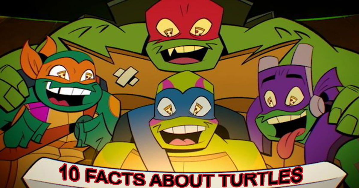 10 crazy facts about turtles you obviously didn’t know - Alvinology