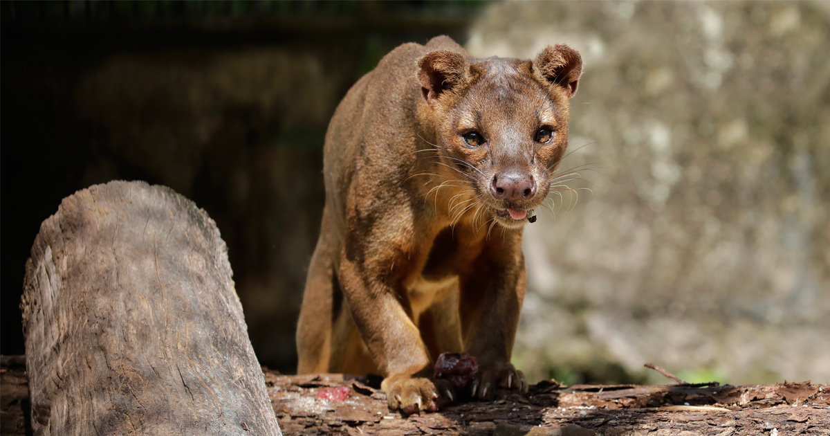 Cat, dog, or mongoose? Fossa – Madagascar’s Top Predator makes its way to Singapore Zoo - Alvinology