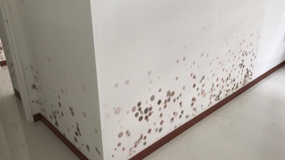 What did the HDB say about this flat that's full of mold and water stains? - Alvinology