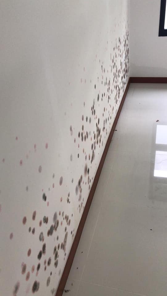 What did the HDB say about this flat that's full of mold and water stains? - Alvinology