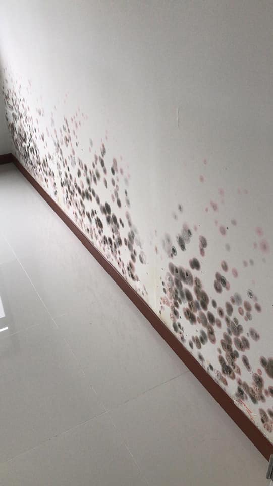 What did the HDB say about this flat that's full of mold and water stains? - Alvinology