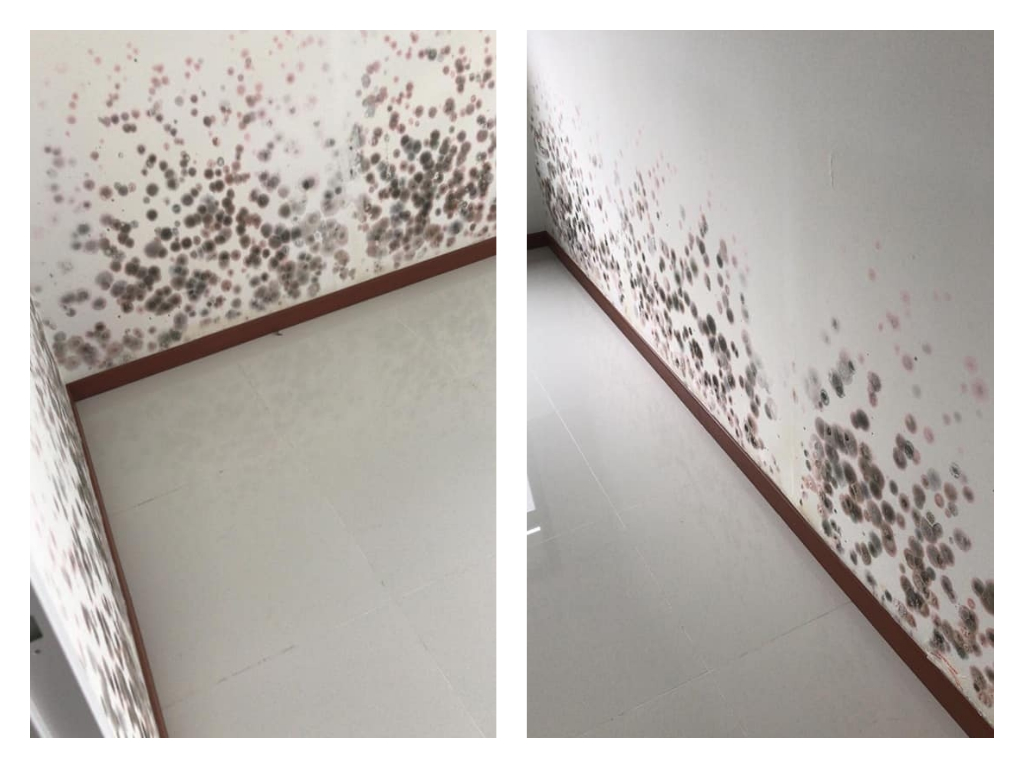 What did the HDB say about this flat that's full of mold and water stains? - Alvinology