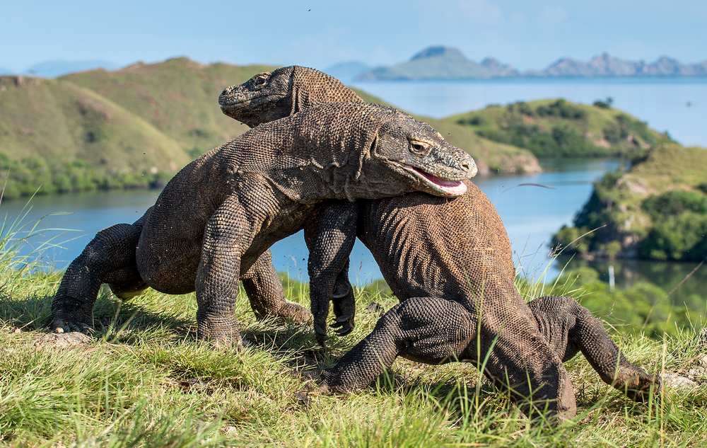 Komodo Island is closing thanks to everyone who keeps stealing the dragons - Alvinology