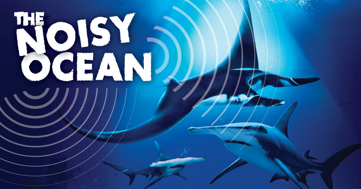 S.E.A. Aquarium returns with the annual conservation-themed festival – Ocean Fest: The Noisy Ocean - Alvinology