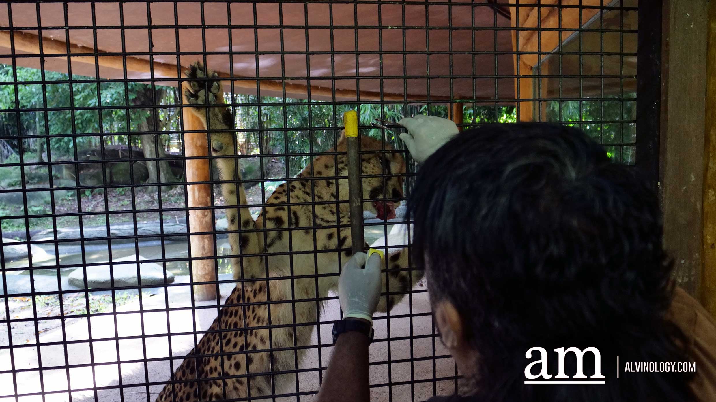 Experience Disney's The Lion King in real-life at the Singapore Zoo and Night Safari - Alvinology