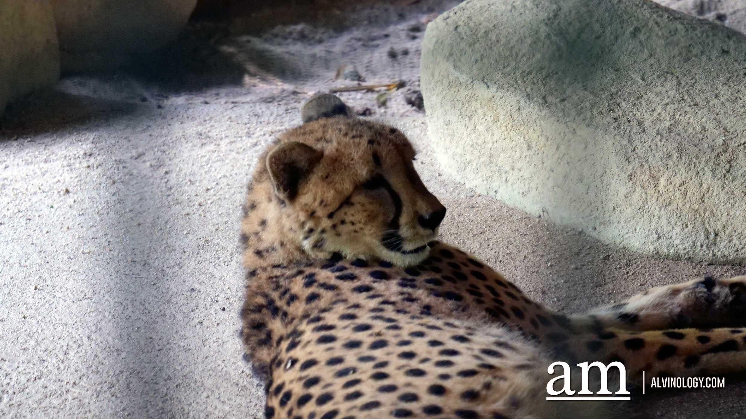 Experience Disney's The Lion King in real-life at the Singapore Zoo and Night Safari - Alvinology