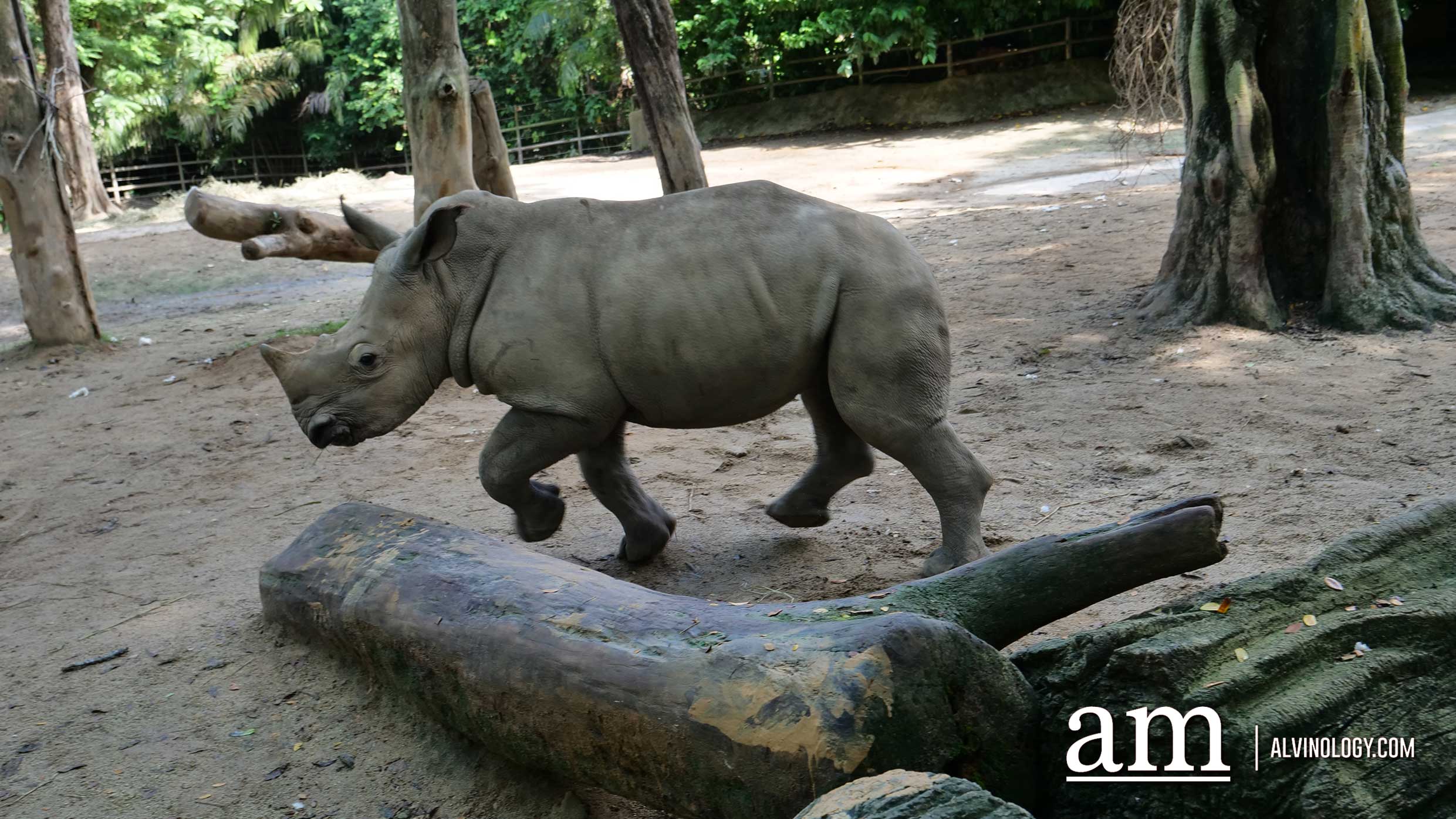 Experience Disney's The Lion King in real-life at the Singapore Zoo and Night Safari - Alvinology