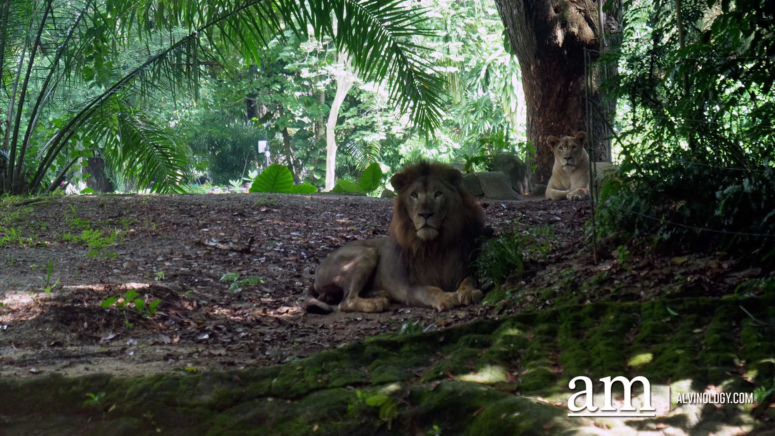 Experience Disney's The Lion King in real-life at the Singapore Zoo and Night Safari - Alvinology