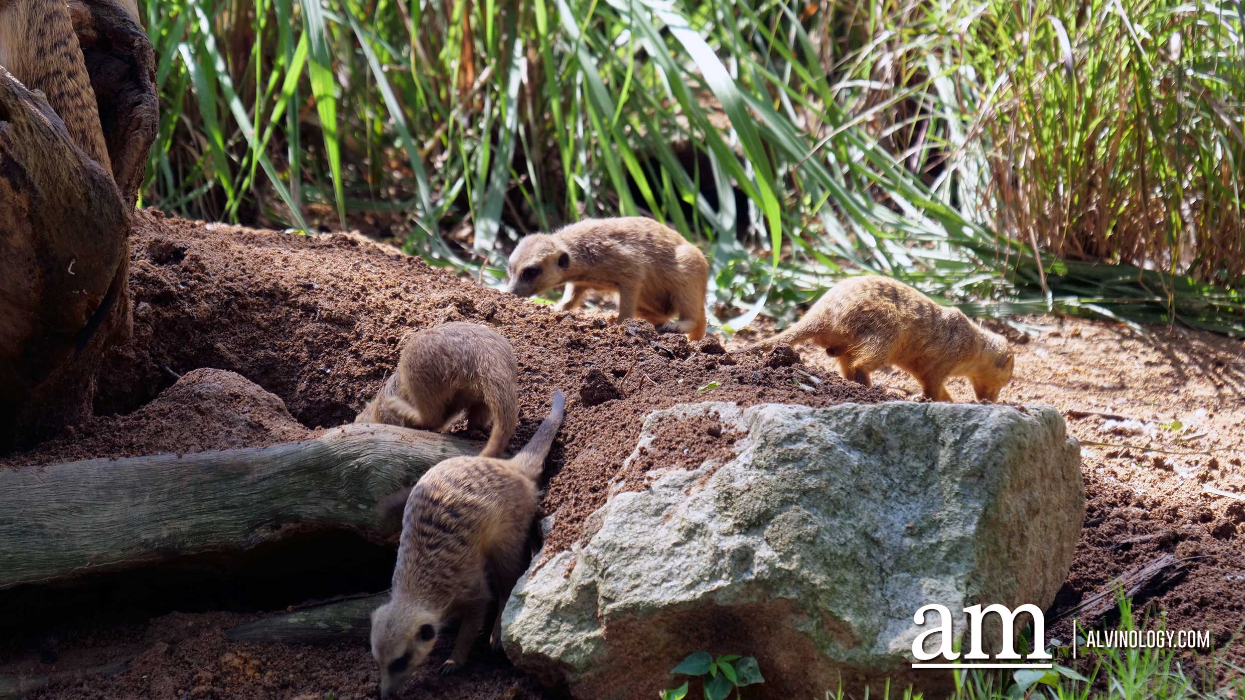 Experience Disney's The Lion King in real-life at the Singapore Zoo and Night Safari - Alvinology