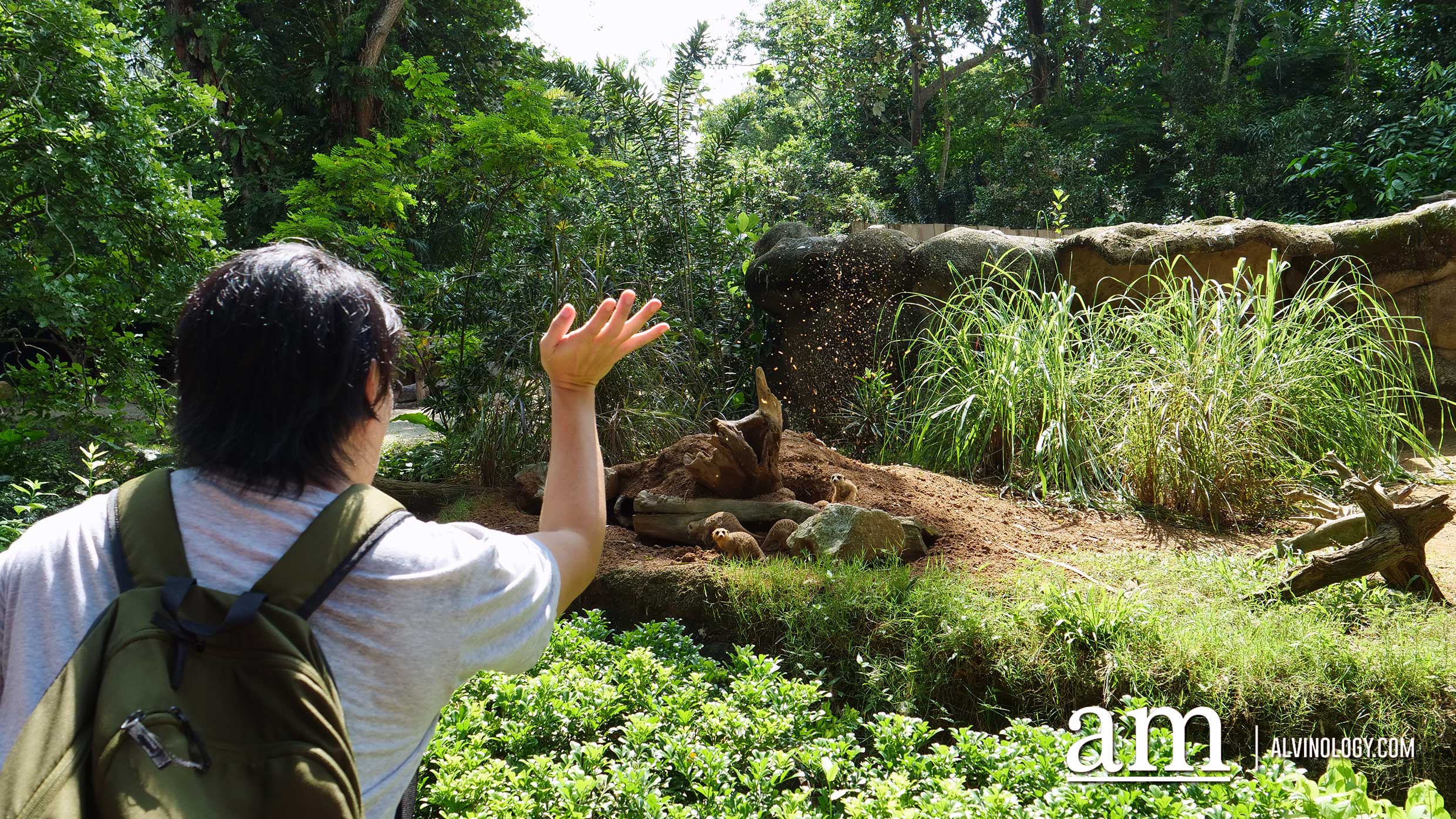 Experience Disney's The Lion King in real-life at the Singapore Zoo and Night Safari - Alvinology