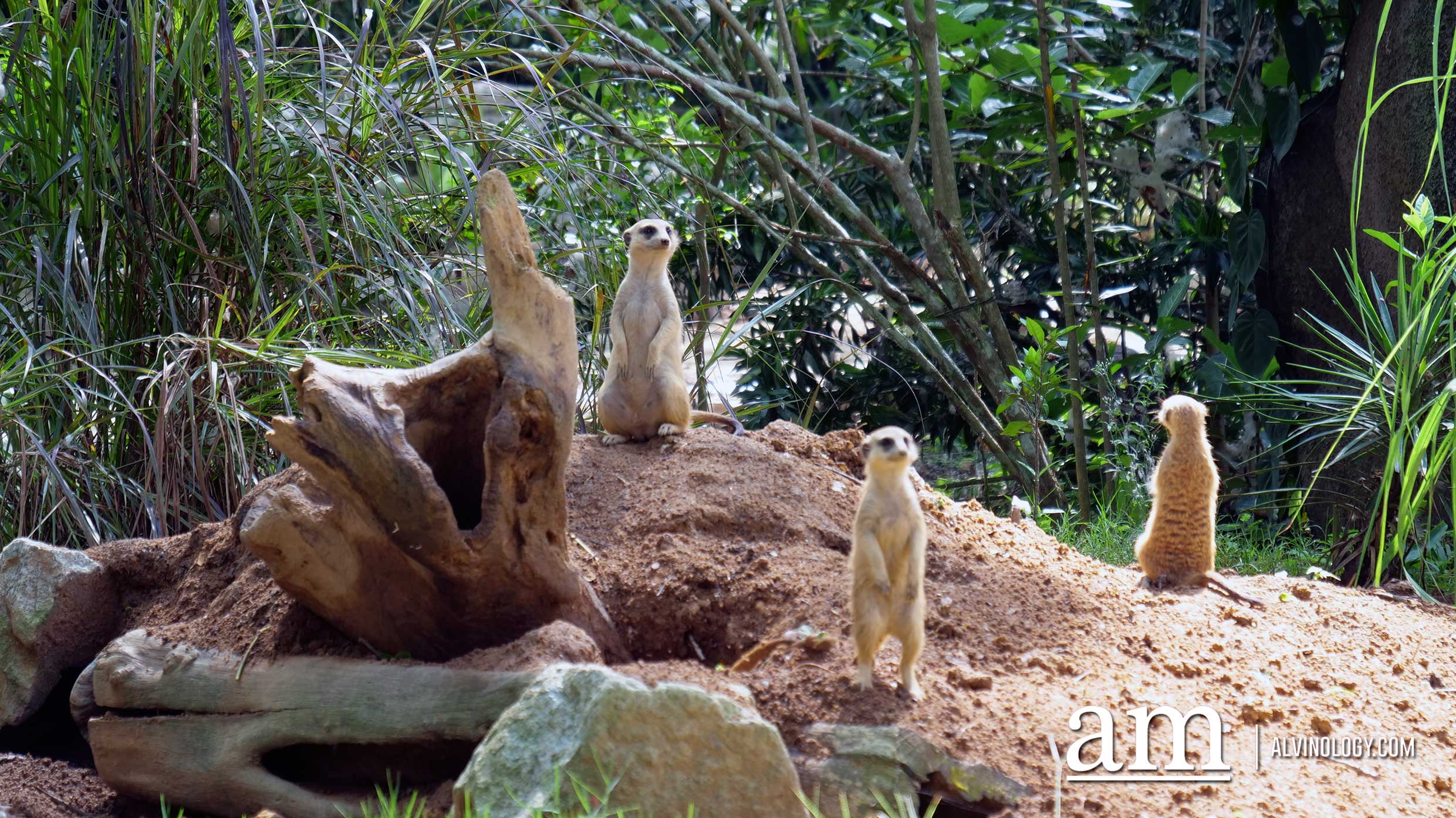 Experience Disney's The Lion King in real-life at the Singapore Zoo and Night Safari - Alvinology