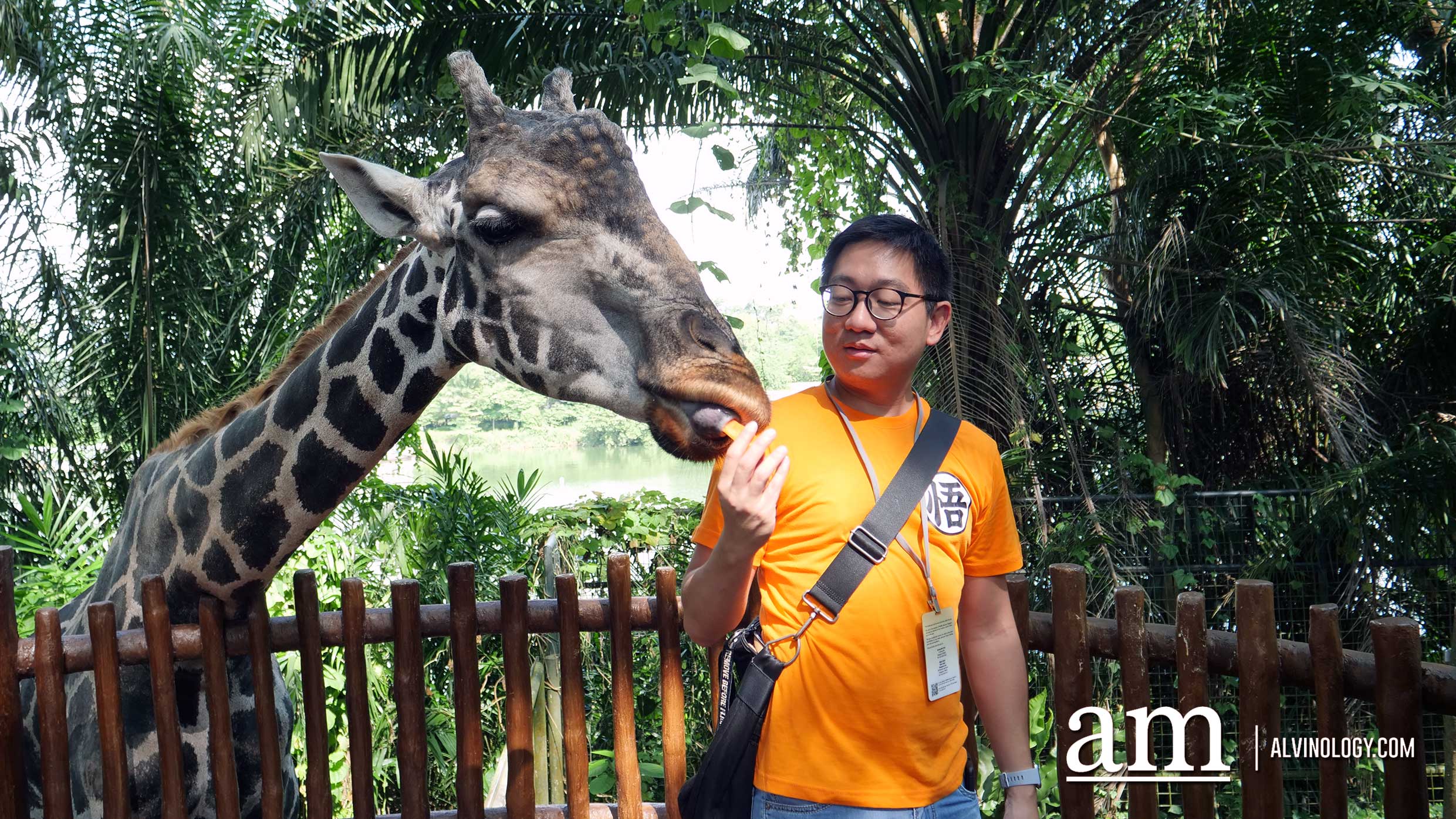 Experience Disney's The Lion King in real-life at the Singapore Zoo and Night Safari - Alvinology