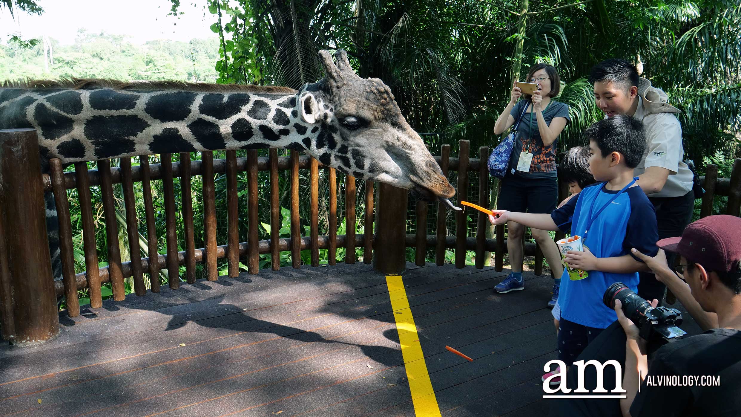 Experience Disney's The Lion King in real-life at the Singapore Zoo and Night Safari - Alvinology