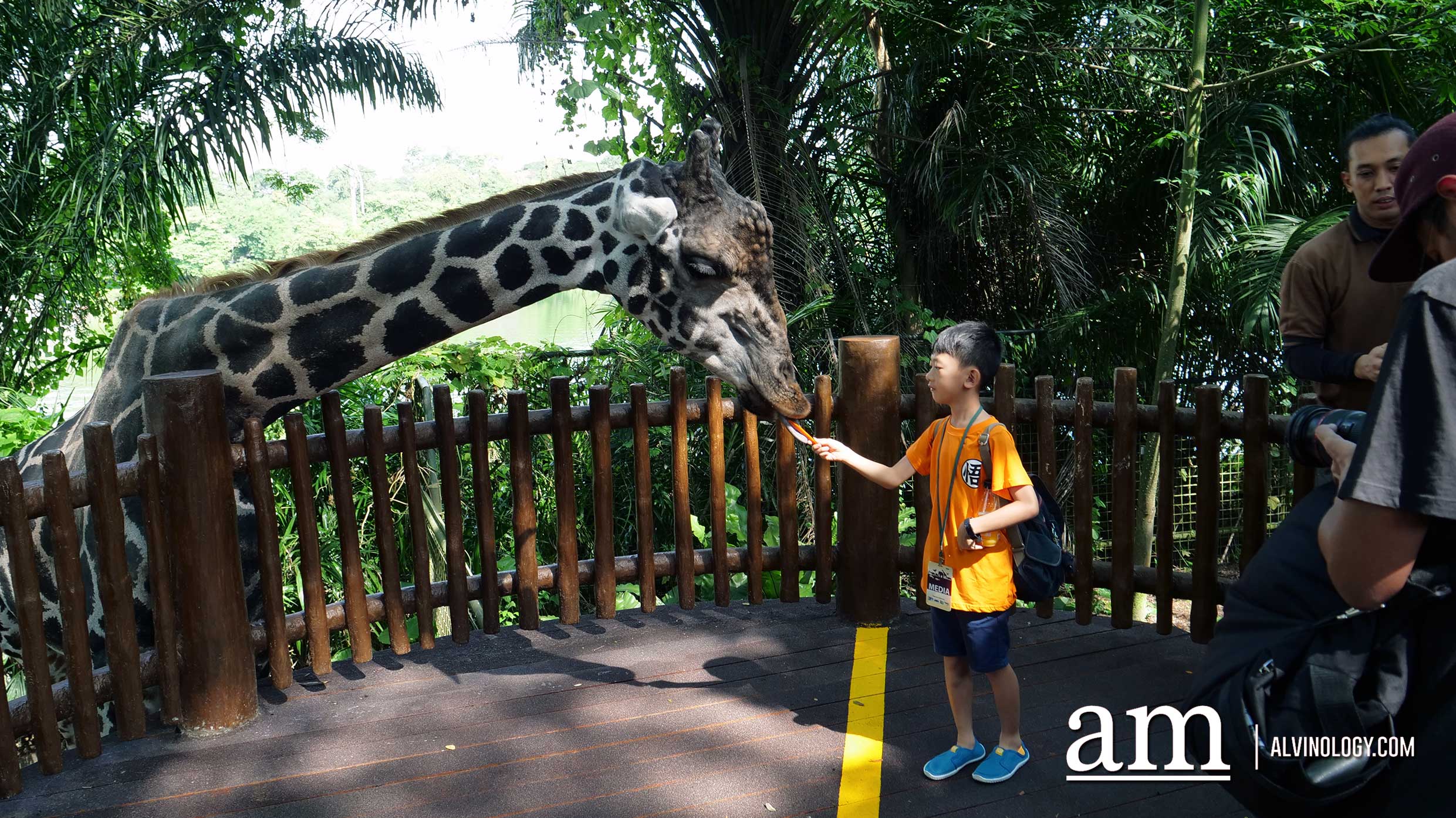 Experience Disney's The Lion King in real-life at the Singapore Zoo and Night Safari - Alvinology