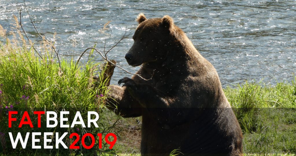 Katmai National Park celebrates Fat Bear Week and just crowned the FATTEST of ‘em all - Alvinology