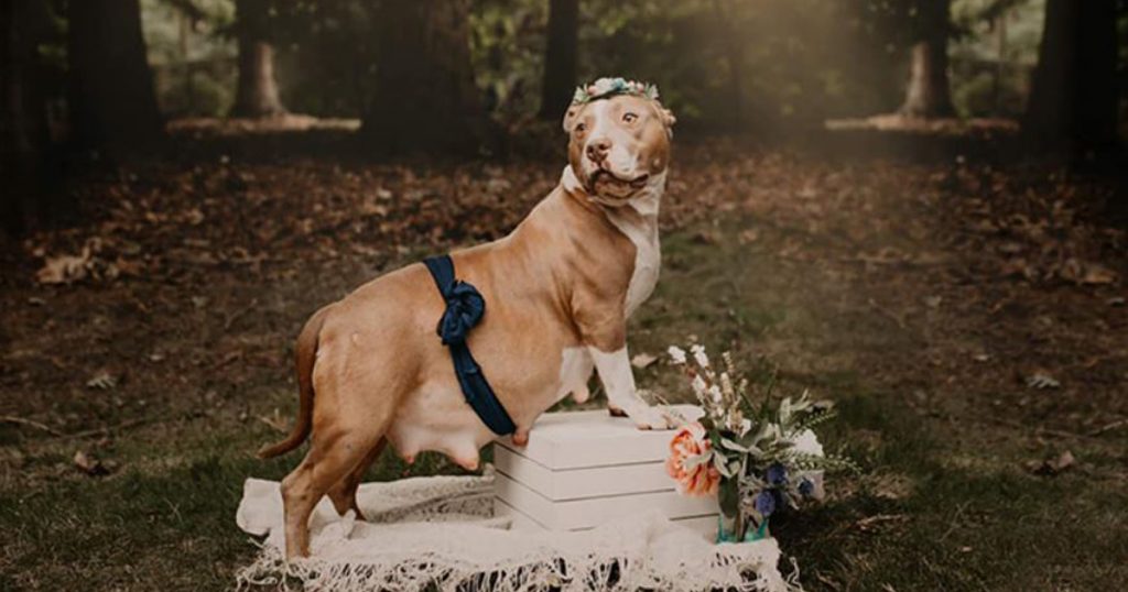 This 2-year-old pit bull was once homeless, now she’s a model - Alvinology