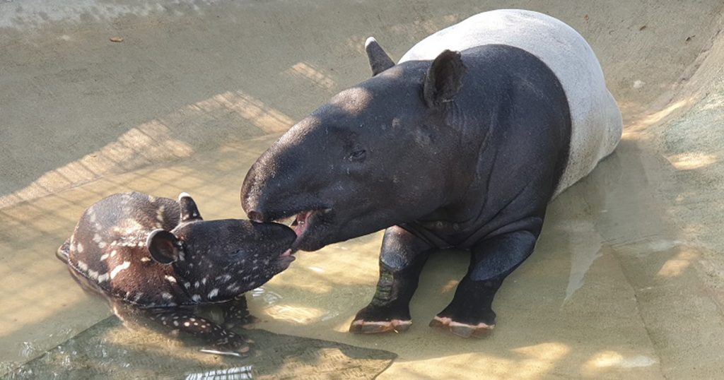 This baby tapir is the 31st Malayan Tapir born at Night Safari Singapore - Alvinology