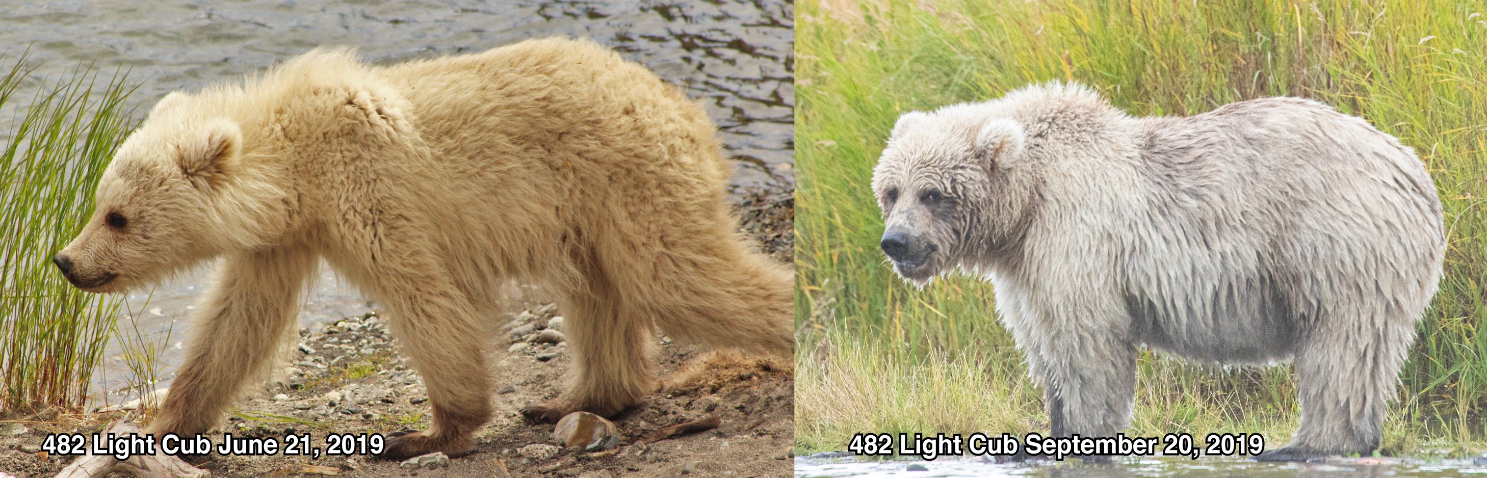 Katmai National Park celebrates Fat Bear Week and just crowned the FATTEST of ‘em all - Alvinology