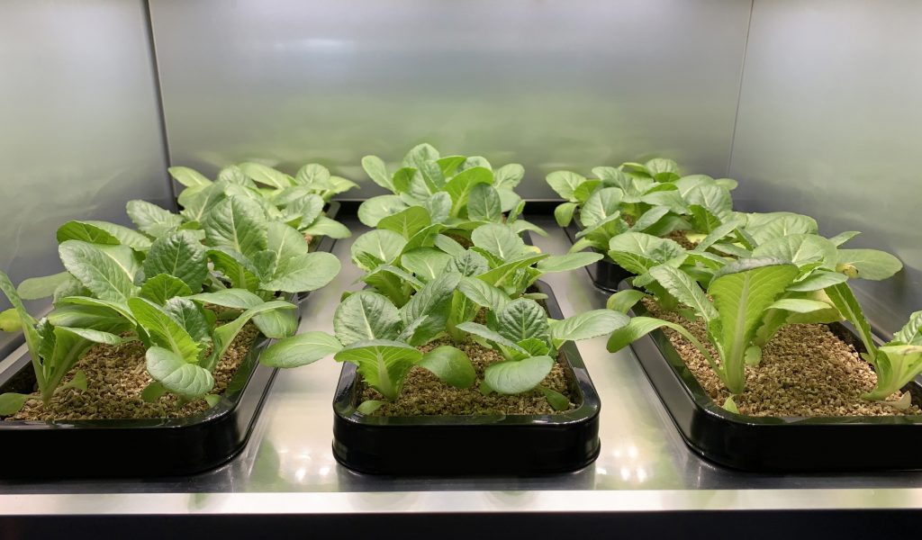 LG Appliance develops first indoor vegetable cultivator – grow wholesome foods at home - Alvinology