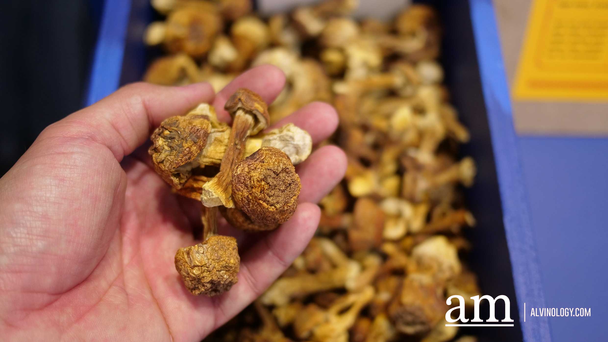 All the Surprising Sustainable Discoveries at MINI ExtraODDinary 2019 - Alvinology