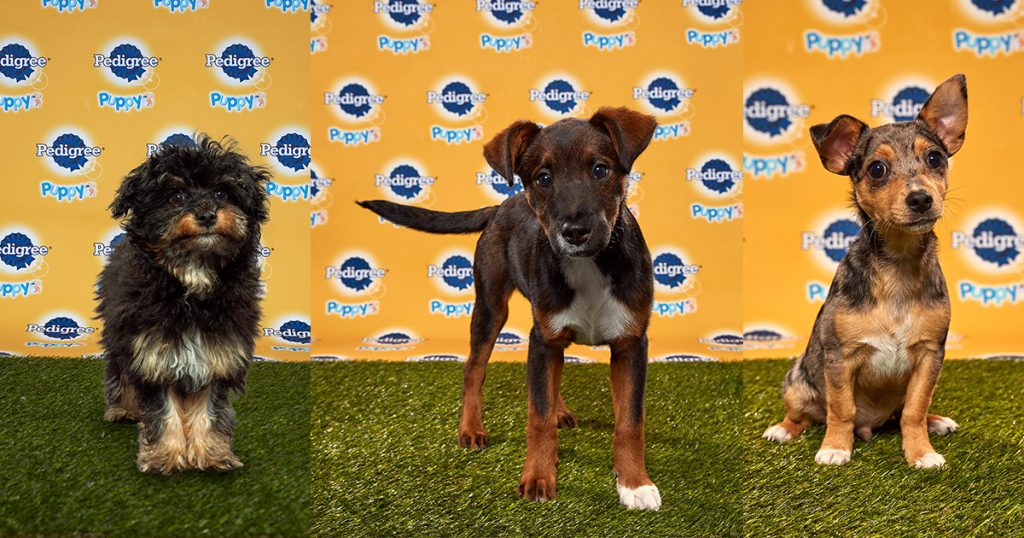 Excellent news for dog lovers! The 16th Annual Puppy Bowl is coming and here’s the adorable lineup! - Alvinology