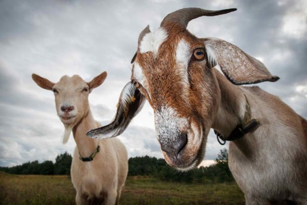 7 bizarre exotic meat dishes you can find in China - Alvinology