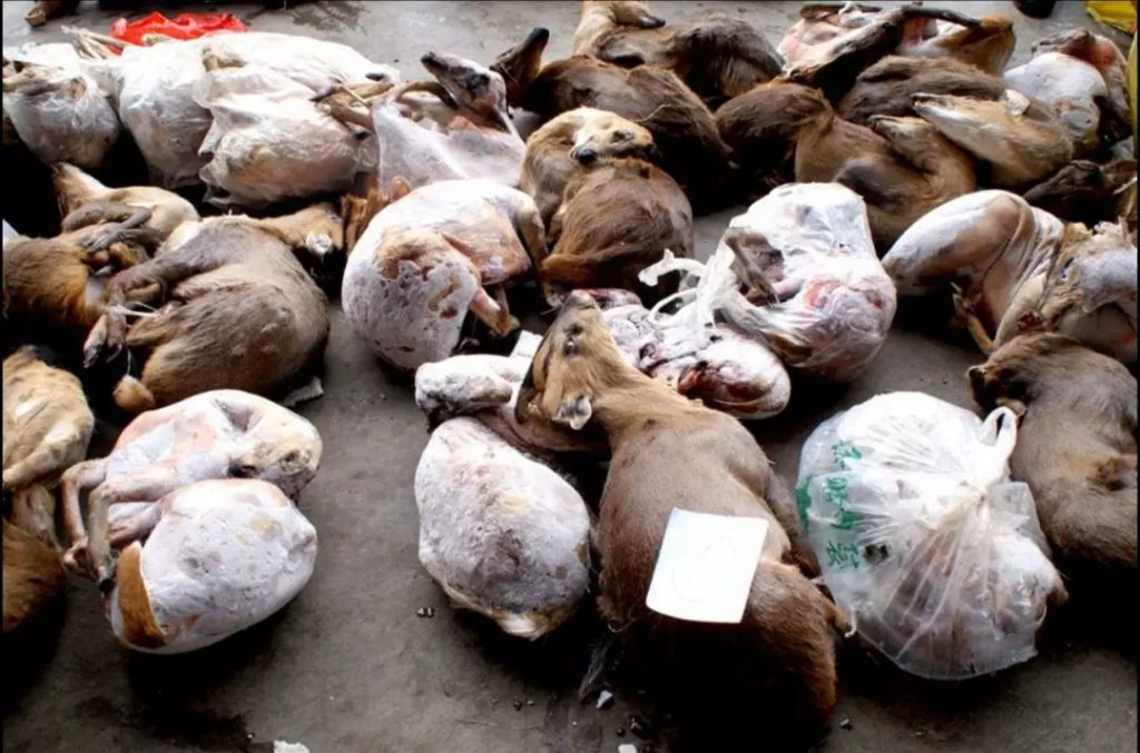 What the Wuhan Huanan Seafood Wholesale Market was like before the outbreak [WARNING: NSFW] - Alvinology