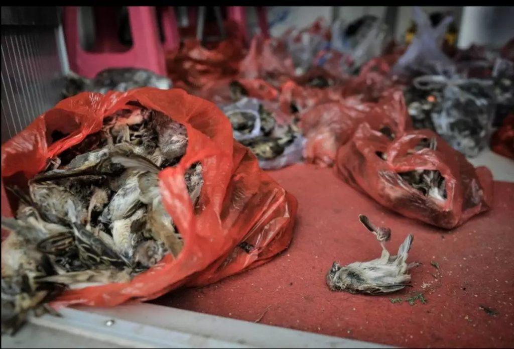 What the Wuhan Huanan Seafood Wholesale Market was like before the outbreak [WARNING: NSFW] - Alvinology