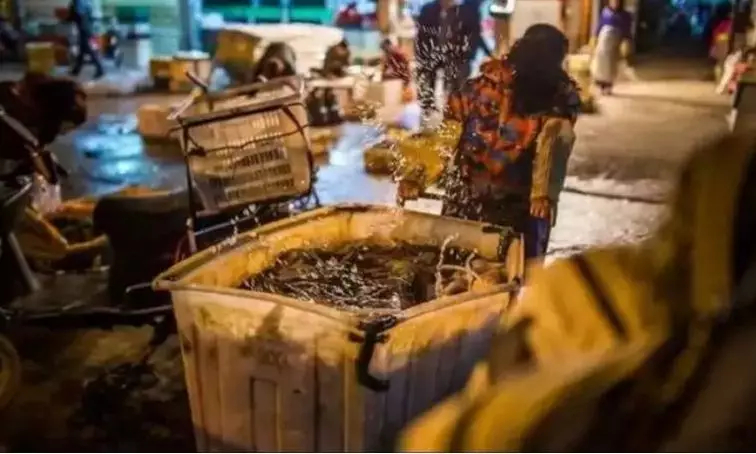 What the Wuhan Huanan Seafood Wholesale Market was like before the outbreak [WARNING: NSFW] - Alvinology