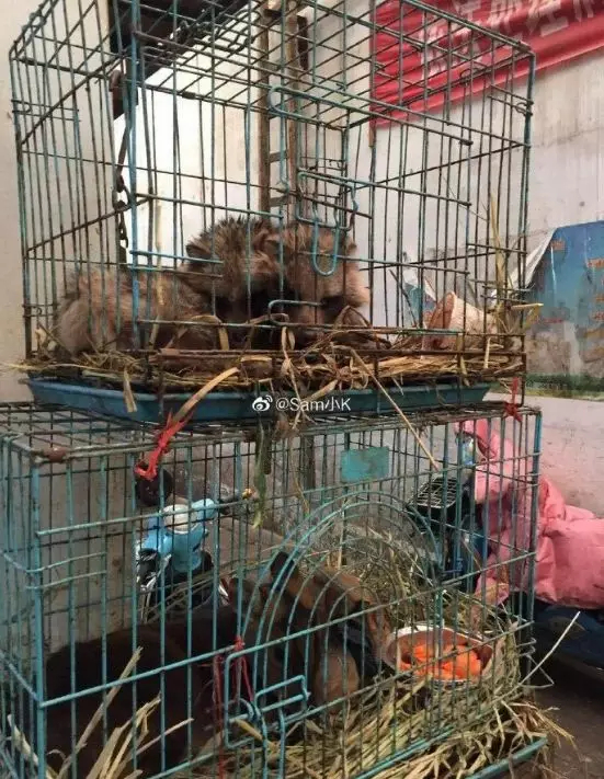 What the Wuhan Huanan Seafood Wholesale Market was like before the outbreak [WARNING: NSFW] - Alvinology