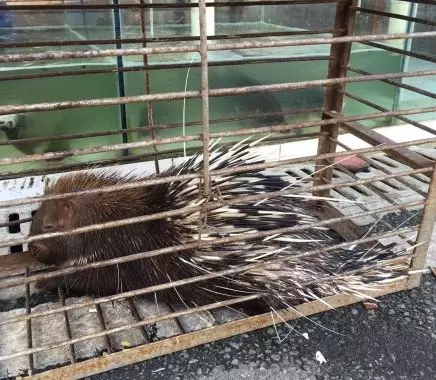 What the Wuhan Huanan Seafood Wholesale Market was like before the outbreak [WARNING: NSFW] - Alvinology