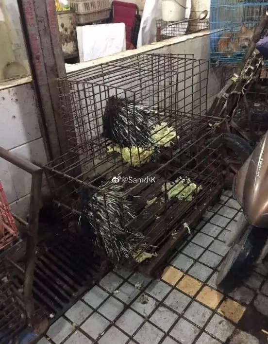 What the Wuhan Huanan Seafood Wholesale Market was like before the outbreak [WARNING: NSFW] - Alvinology