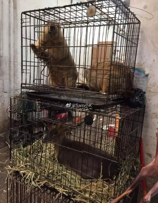What the Wuhan Huanan Seafood Wholesale Market was like before the outbreak [WARNING: NSFW] - Alvinology