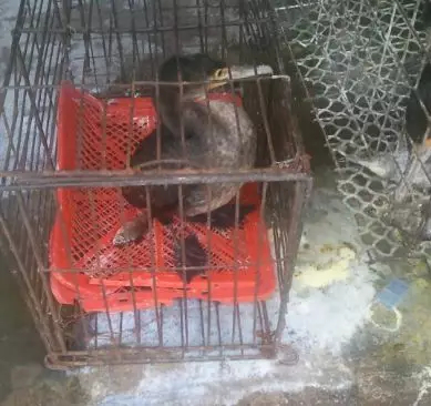 What the Wuhan Huanan Seafood Wholesale Market was like before the outbreak [WARNING: NSFW] - Alvinology
