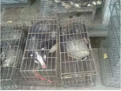 What the Wuhan Huanan Seafood Wholesale Market was like before the outbreak [WARNING: NSFW] - Alvinology