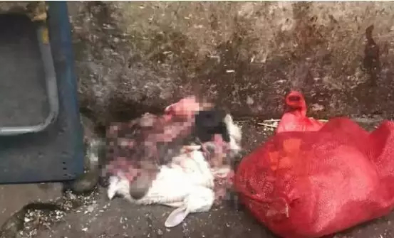 What the Wuhan Huanan Seafood Wholesale Market was like before the outbreak [WARNING: NSFW] - Alvinology