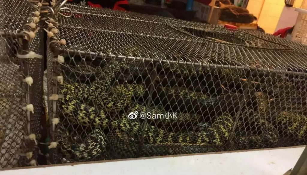 What the Wuhan Huanan Seafood Wholesale Market was like before the outbreak [WARNING: NSFW] - Alvinology