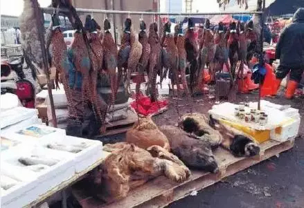 What the Wuhan Huanan Seafood Wholesale Market was like before the outbreak [WARNING: NSFW] - Alvinology