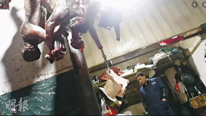What the Wuhan Huanan Seafood Wholesale Market was like before the outbreak [WARNING: NSFW] - Alvinology