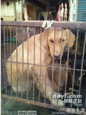What the Wuhan Huanan Seafood Wholesale Market was like before the outbreak [WARNING: NSFW] - Alvinology