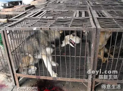 What the Wuhan Huanan Seafood Wholesale Market was like before the outbreak [WARNING: NSFW] - Alvinology