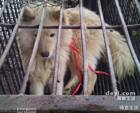 What the Wuhan Huanan Seafood Wholesale Market was like before the outbreak [WARNING: NSFW] - Alvinology