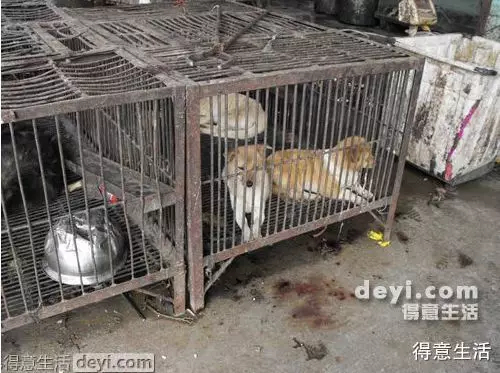 What the Wuhan Huanan Seafood Wholesale Market was like before the outbreak [WARNING: NSFW] - Alvinology