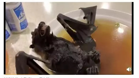 What the Wuhan Huanan Seafood Wholesale Market was like before the outbreak [WARNING: NSFW] - Alvinology