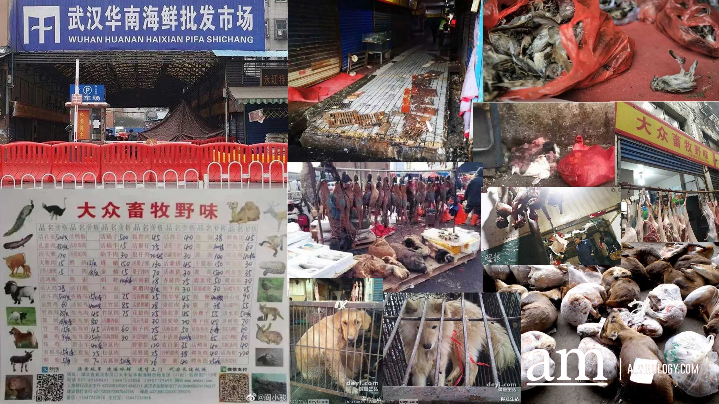 What the Wuhan Huanan Seafood Wholesale Market was like before the outbreak [WARNING: NSFW] - Alvinology